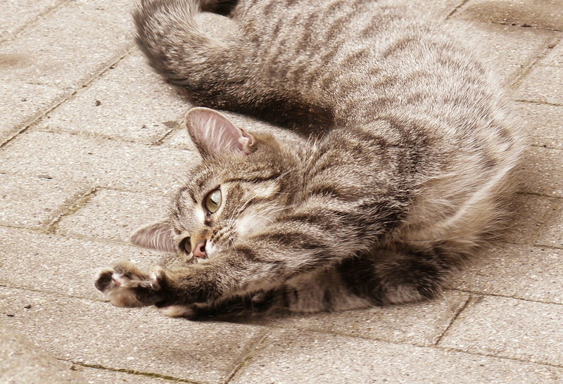 mammal, feline, domestic animals, pets, whisker, resting, animal themes, vertebrate, no people, relaxation, high angle view, day, cat, cat  android, domestic cat
