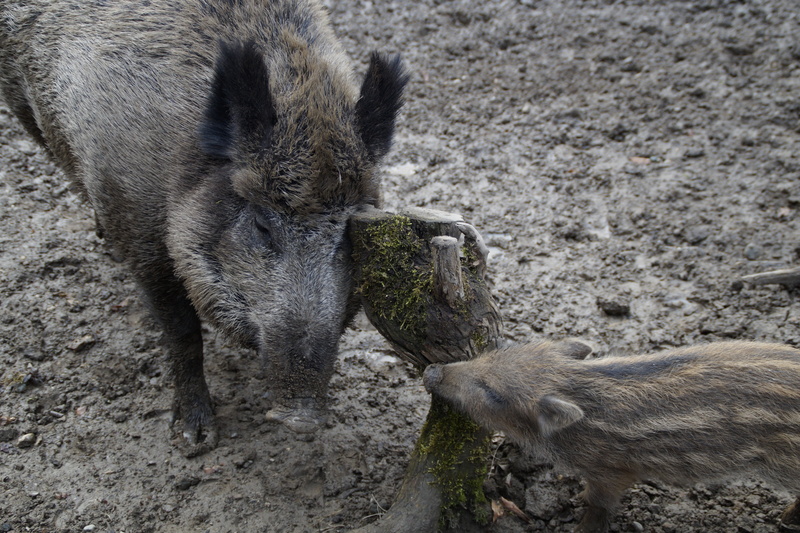 outdoors, two animals, 5K, wild boars, pigs, imitation, mud, land, mammal, pig, animal family, scrub, behavior, animal, animal wildlife, animal themes