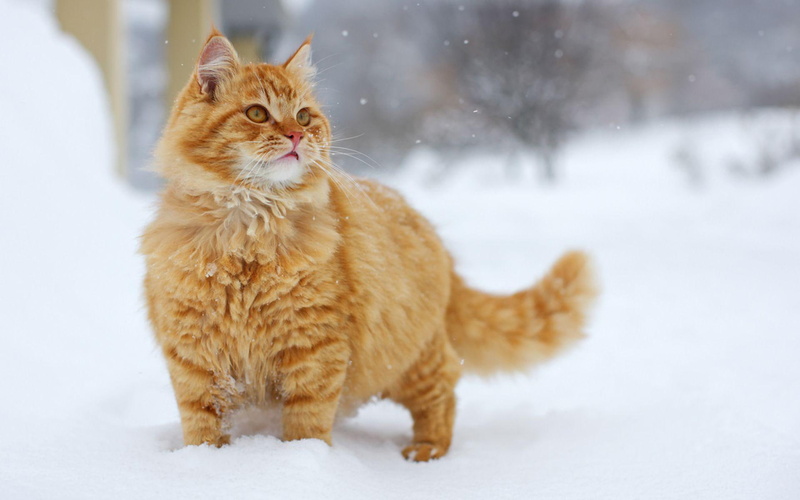 animals, red, 1080P, snow, cat, orange, 1920x1200, mainecoon
