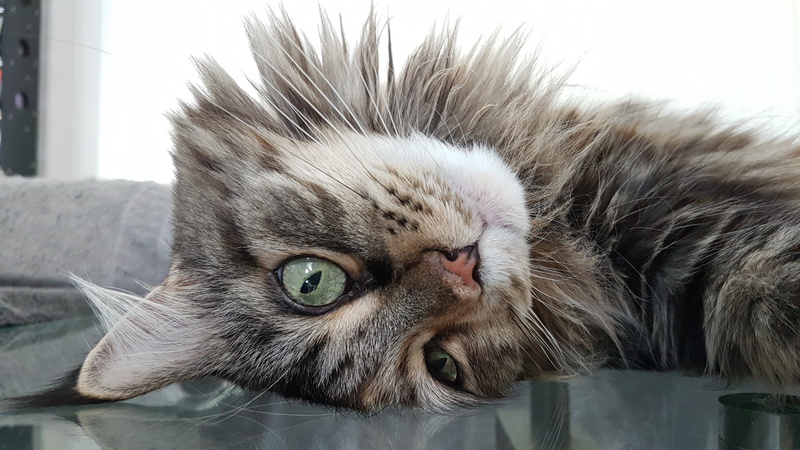 domestic, close-up, pets, maine coon, animal head, animal eye, smoochy, mainecoon, animal body part, animal themes, focus on foreground, purebred, domestic animals