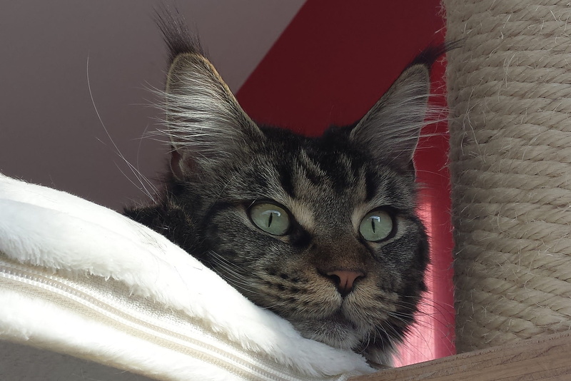 cat, animal eye, indoors, adidas, close-up, one animal, whisker, animals, 1080P, vertebrate, Pet, cat face, animal body part, no people, feline, cat cat