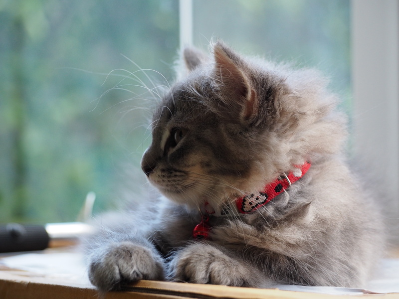 mammal, the sleeping, animal themes, animal, relaxation, whisker, cat, 4K, vertebrate, day, focus on foreground, cute, to relax, pets, domestic, domestic cat