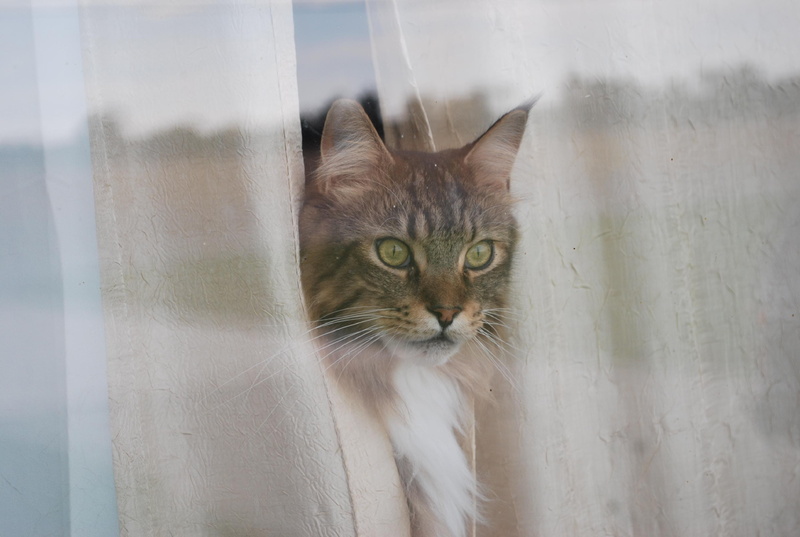 feline, vertebrate, kitty, cat, indoors, animal themes, pets, looking, no people, 2K, looking at camera, mainecoon, portrait, domestic, glass - material