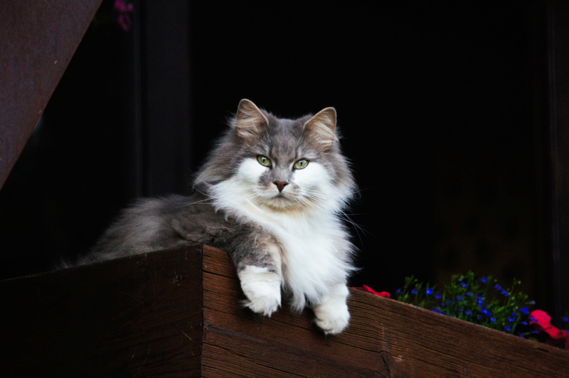 whisker, feline, mammal, sitting, indoors, looking at camera, animals, one animal, no people, guard, gray, white, relaxation, persian cat, cat, domestic cat