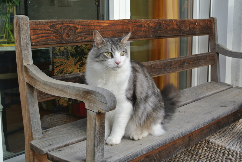 looking at camera, pets, animal, Mainecoon, domestic animals, whisker, no people, 2K, mammal, wood - material, chair, portrait, sitting, one animal, Bank