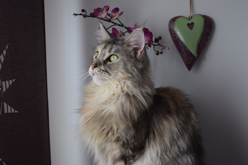 mainecoon, feline, cat, pets, indoors, domestic animals, looking away, close-up, main coon, profile view, domestic cat, 5K, no people, home interior, mammal