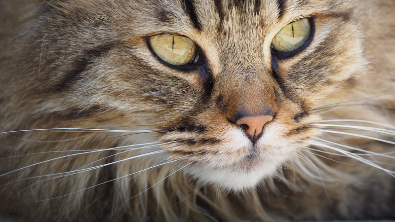 animal, 4K, pet, domestic animal, domestic animals, domestic cat, hair, whiskers, animal hair, animal eye, no people, furry, feline, animal body part