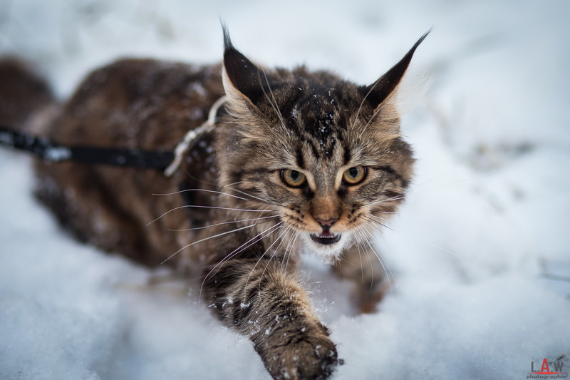 predator, Brushes, animals, cat, mainecoon, 1080P, red, photographer Laverov Andrew, snow, DOMAINEERING, lynx, winter, British fold, Cat in winter