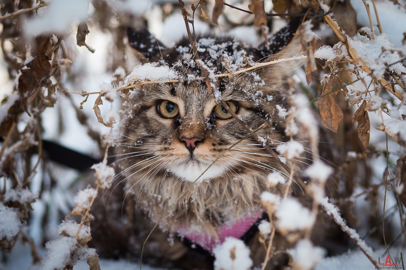 red, snow, cat, feline, British fold, one animal, plant, tree, portrait, land, animal, day, looking at camera, pets, no people, animal themes, whisker
