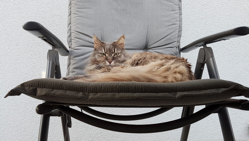 seat, cat, domestic animals, sitting, no people, vertebrate, portrait, mammal, whisker, indoors, domestic cat, chair, mainecoon, maine coon, relaxation