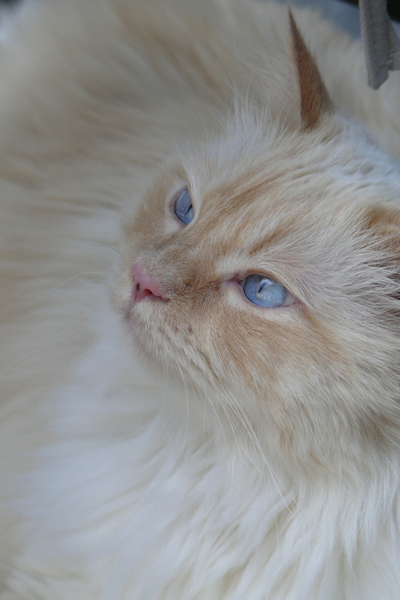 looking, cat face, animal head, pets, animal body part, mammal, looking at camera, cat, mainecoon, 2K, persian cat, animal, vertebrate, animal eye, animals