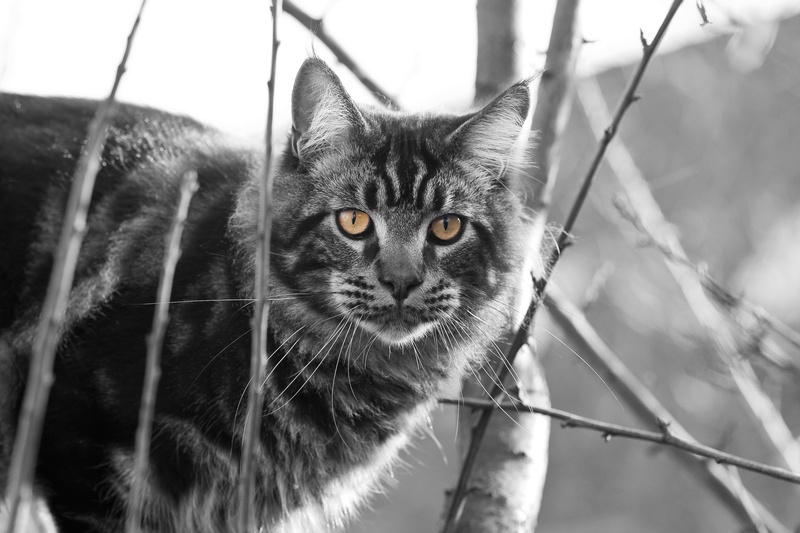 looking at camera, feline, no people, animal head, portrait, animal, animal eye, close-up, eyes, yellow eyes, animal themes, domestic, pets, vertebrate