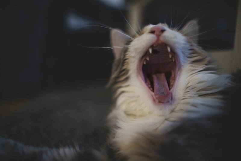 mouth open, no people, animal head, pets, whisker, animal body part, domestic cat, feline, close-up, yawning, mouth, tired, facial expression, cat, pet