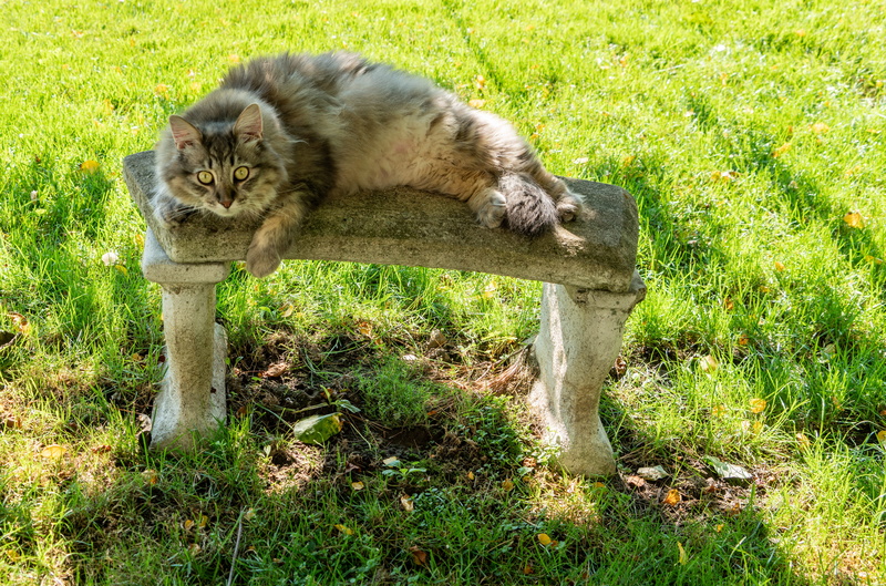 maine coon, animal, animal wildlife, animals in the wild, pet, cat, mainecoon, gray, plant, growth, outdoors, portrait, nature, field, feline, sunlight