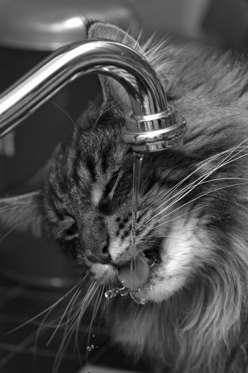 pets, cat face, whisker, focus on foreground, domestic, indoors, domestic Cat, one animal, licking, hair, faucet, mainecoon, home, 2K, domestic animals