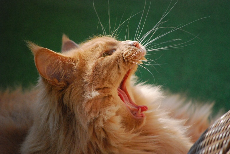 persian, feline, shot, no people, animal mouth, mouth, cat, mammal, vertebrate, animal body part, animal behavior, domestic cat, yawn, whisker, mainecoon
