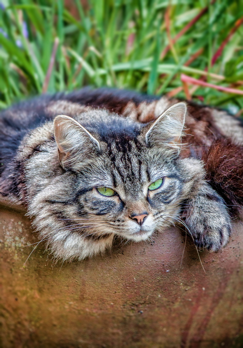 domestic, furry, portrait, 4K, feline, mainecoon, close-up, mammal, staring, animal head, fluffy, vertebrate, pet, pets, large, resting, look, grass, mean