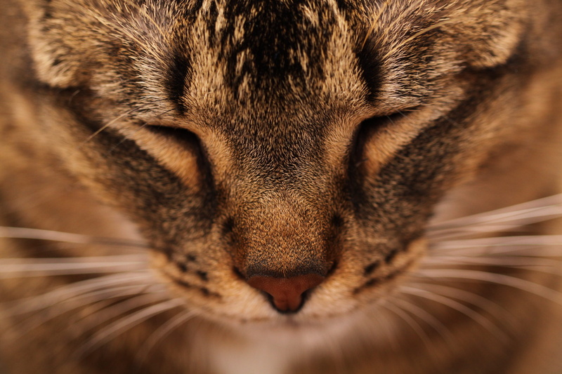 4K, snout, close-up, vertebrate, animal mouth, aggression, animals in the wild, animal themes, animal head, one animal, portrait, animal wildlife, domestic cat