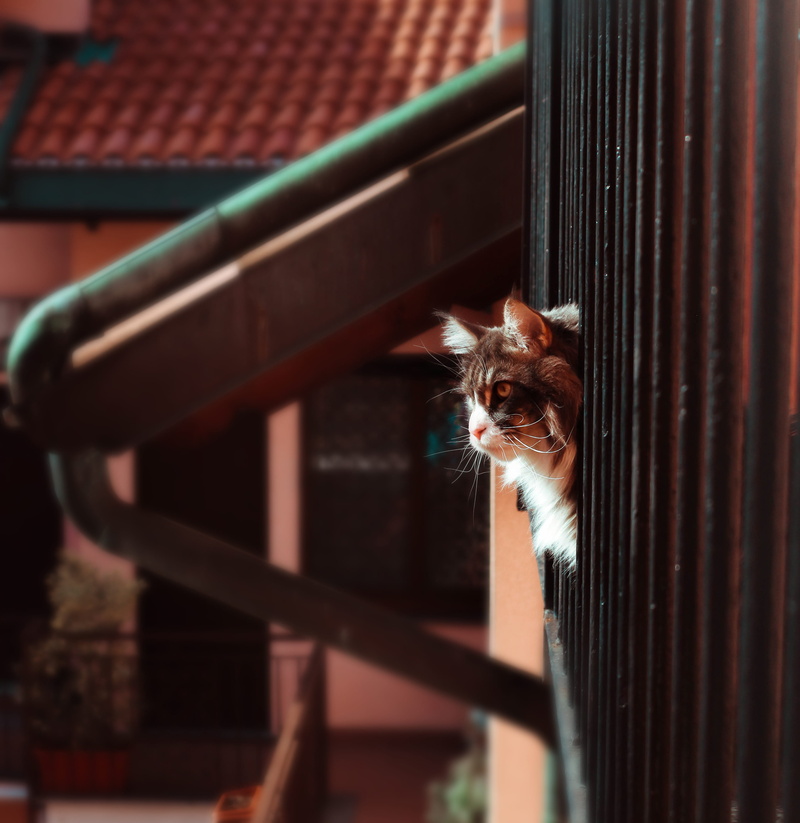 domestic animals, manx, no people, furniture, kitten, handrail, home decor, window, metal, animal, canine, pet, animal wildlife, siamese, day, looking at camera
