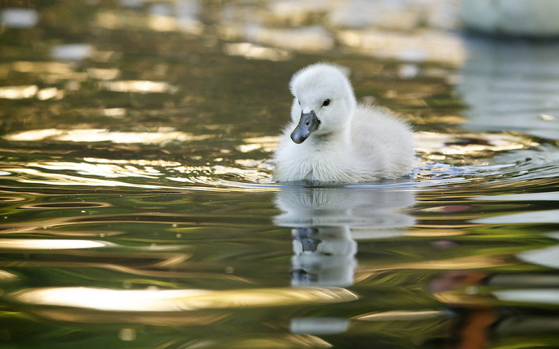 1080P, no people, animals, animals in the wild, swimming, vertebrate, day, selective focus, young bird, animal, nature, animal wildlife, bird, young animal