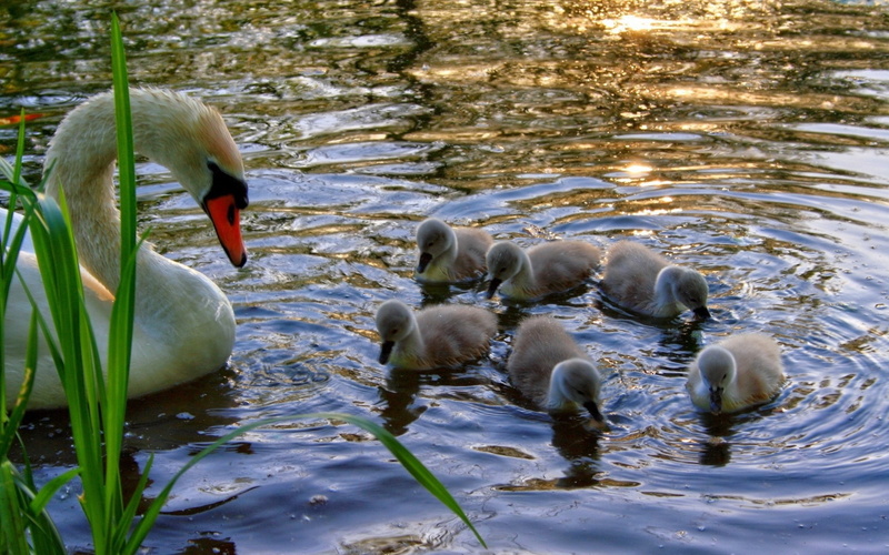 outdoors, white, young, cygnet, lake, swan, cute, animal, group of animals, water, animal wildlife, young Animal, bird, reflection, grass, swimming Animal
