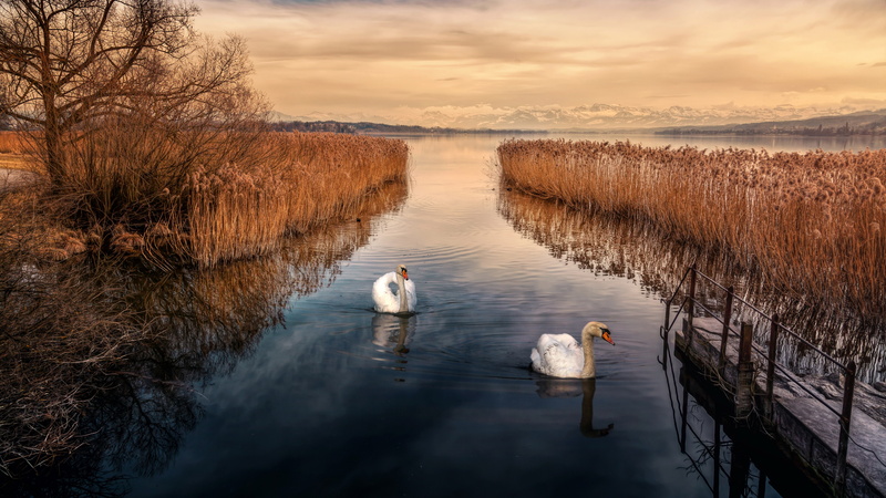 animal wildlife, nature, no people, animal, group of animals, lake, vertebrate, animals in the wild, cygnet, cloud - sky, bird, swan, reflection, water