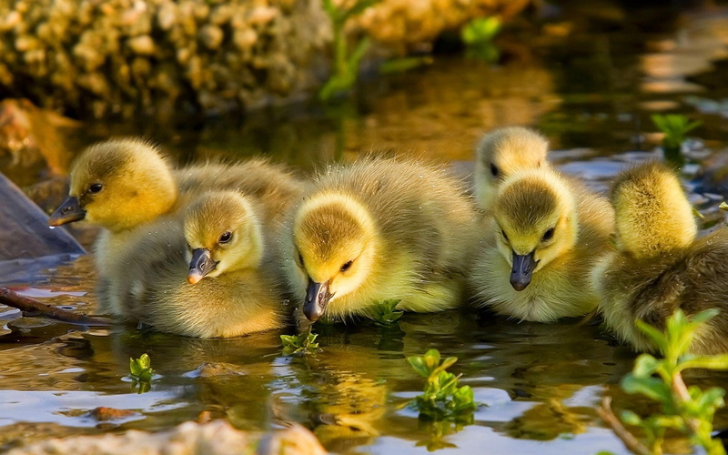 close-up, beak, goose, duck, animal family, lake, duckling, animals in the wild, fluffy, gosling, animal themes, young Animal, poultry, yellow, cute, flock