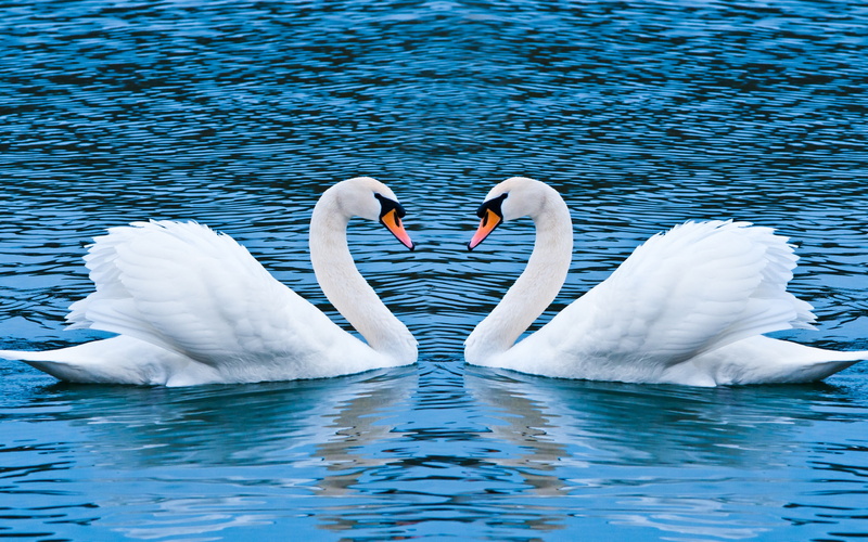 group of animals, water bird, love, animals in the wild, bird, floating on water, vertebrate, water, waterfront, animal neck, no people, birds, lake, swan