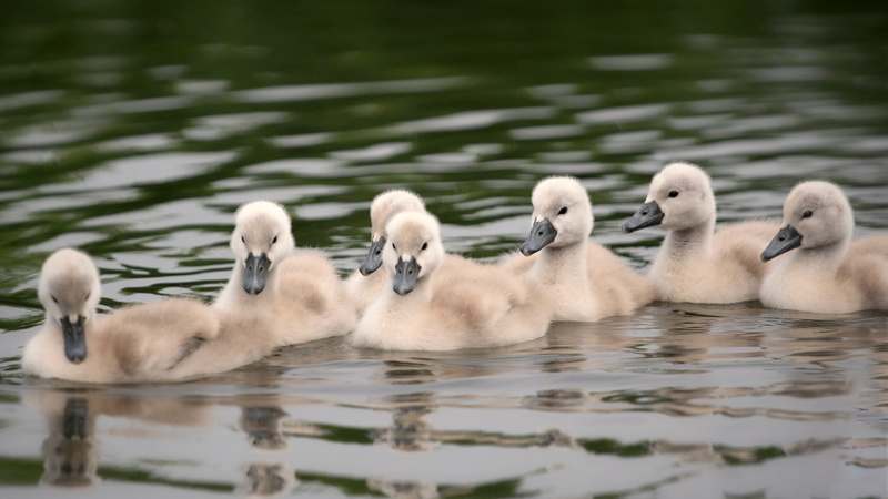 Cygnet, Bird, 5K, Baby Animal, Wildlife, Swan, Birds