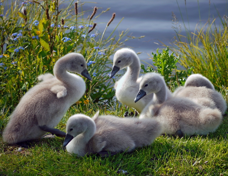 summer, swans, green Color, cygnet, water Bird, outdoors, vertebrate, 1080P, gosling, goose, gray, animal wildlife, white, pond, no people, bird, day