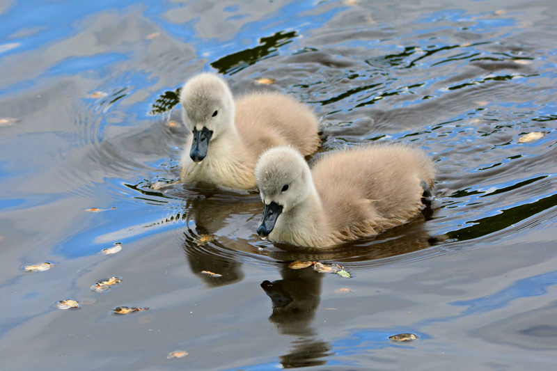 bird, duckling, young, duck, water, animals in the wild, nature, animal themes, 4K, swan, young bird, group of animals, floating on water, no people, gosling
