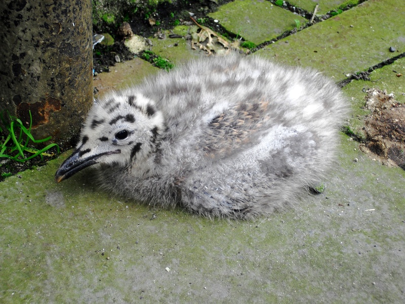 young animal, 2K, bird, no people, one animal, close-up, animal themes, gull, land, animal wildlife, outdoors, vertebrate, green color, young bird, chick