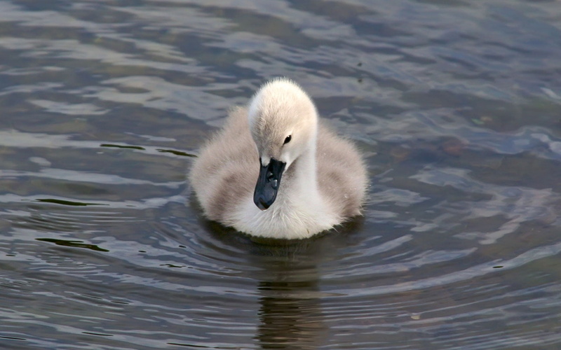 swimming Animal, animal wildlife, funny, animal themes, bird, cygnet, outdoors, animals And Pets, animals In The Wild, rippled, bill, young bird, nature