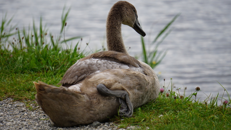 vertebrate, focus on foreground, water, young bird, gosling, young animal, nature, swan, 5K, no people, plant, animal themes, animals in the wild, water bird