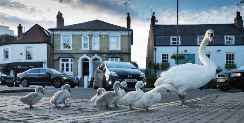 united kingdom, cygnets, animal, group of animals, city, built structure, cloud - sky, swan, barnes, bird, car, mode of transportation, transportation