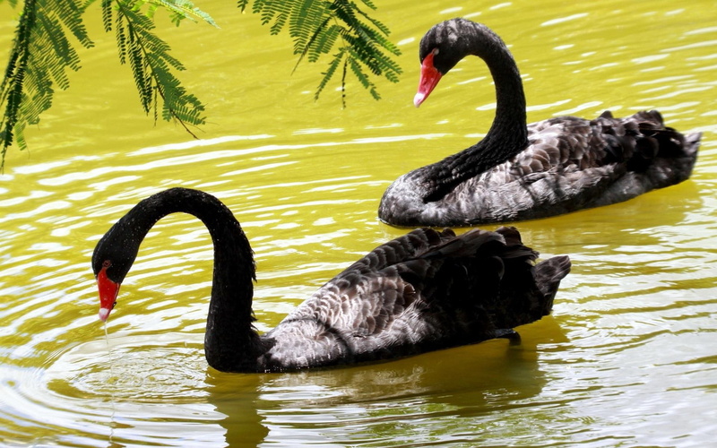 swan, animals, swans, feathered, black, bird, 1920x1200, red, 1080P, beak