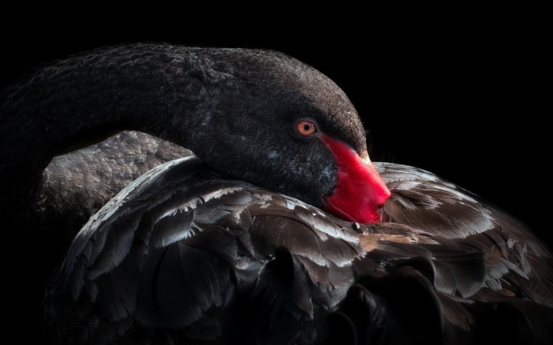 animals in the wild, vertebrate, black swan, outdoors, day, animal head, one animal, beak, swan, animal wildlife, 720P, red, animal, bird, studio shot