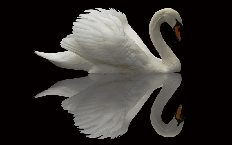 bird, grace, beautiful, 2K, feather, swan