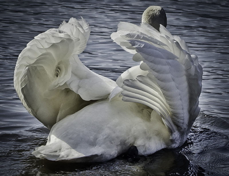 animals, feathers, close-up, day, lake, bird, animal, high angle view, beauty in nature, take off, dance, vertebrate, animal wildlife, waterfront, swan