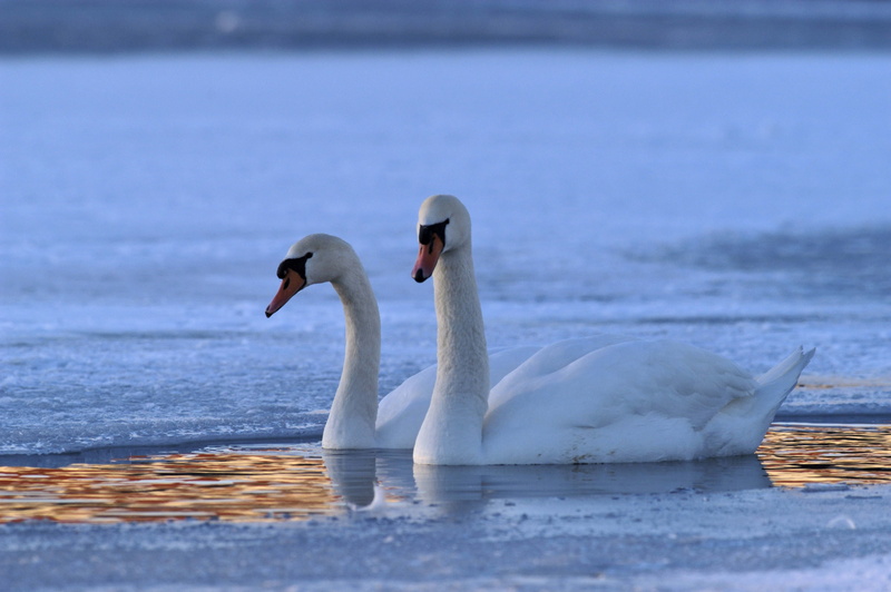 swan, swimming, srans, tranquil Scene, animal, water, love, white color, elegance, blue, white, beauty In Nature, reflection, lake, feather, no people