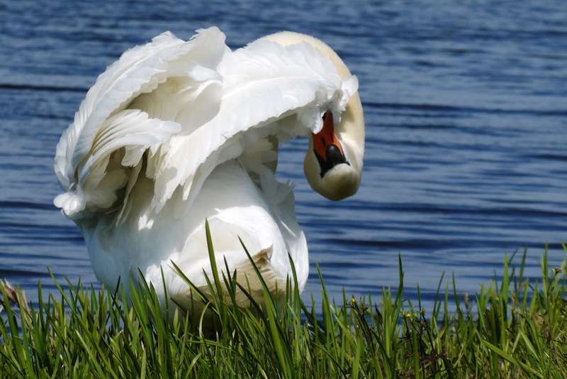 grass, nature, one animal, white color, swan, close-up, peck, animals in the wild, day, vertebrate, animal neck, water bird, waterfowl, no people, feather