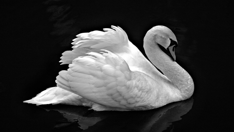 flying, studio shot, vertebrate, indoors, one animal, 1080P, white color, animals in the wild, animal wildlife, beak, swan, animal themes, animal, close-up