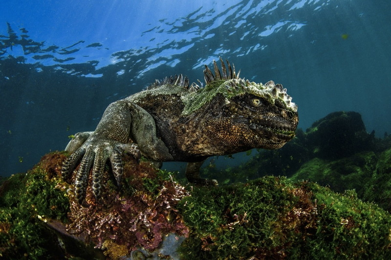 480P, animals, nature, Coral, iguana, water, underwater, Amphibian, Damien Mauric, sea
