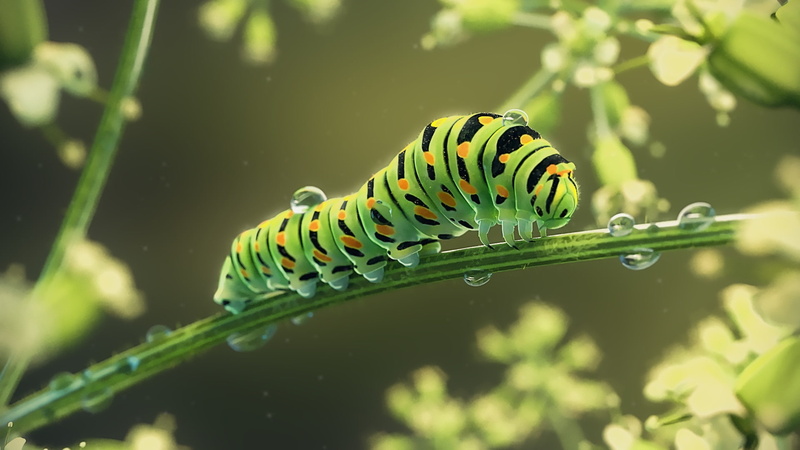 art, caterpillar, Monteillard Damien, 1080P, Caterpillar Machaon