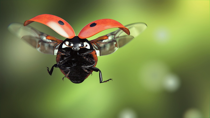 ladybug, insect, monteillard-damien, art, 1080P, flight, Ladybird