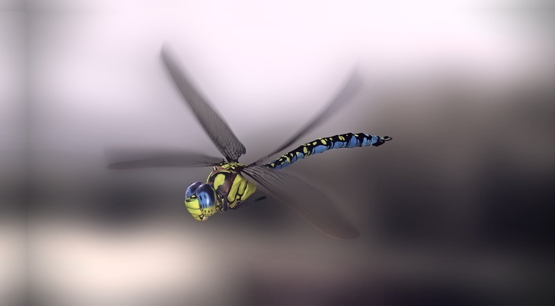 Blue emperor dragonfly, dragonfly, monteillard damien, 1080P, art