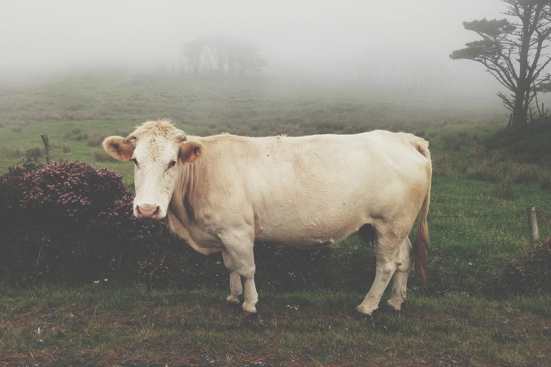 land, white, pasture, herbivorous, animal themes, grass, farm, near, mammal, dairy Farm, agriculture, 2K, rural, meadow, vertebrate, outdoors, brown cow