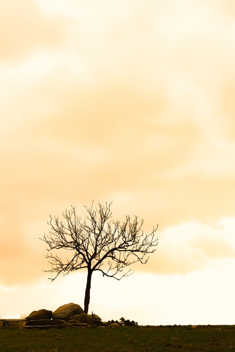 building, scenics - nature, sunlight, steeple, tree trunk, silhouette, isolated, architecture, bare tree, landscape, ground, solitude, plant, no people