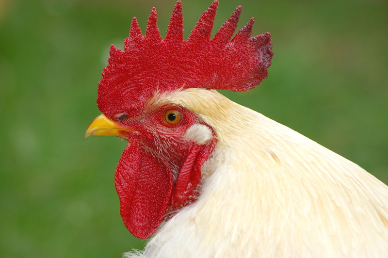2K, closeup, focus on foreground, photography, farm, animal head, animal, rural Scene, outdoors, chicken, pets, chicken - Bird, poultry, cockerel, rooster