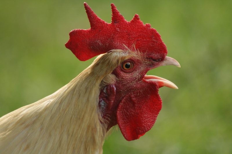 cockerel, bill, red ridge, profile view, chicken coop, pet, red, Hahn, Poultry, crap misthaufen, opened, outdoors, beautiful, elegant, Gockel, Crow, cockscomb